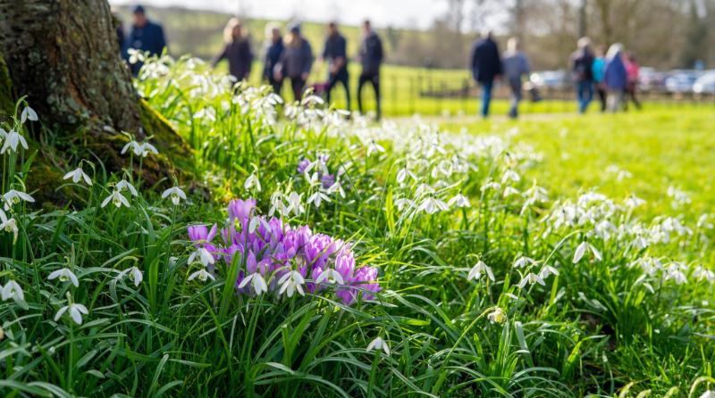 Green grass and pretty purple flowers with people walking in the background