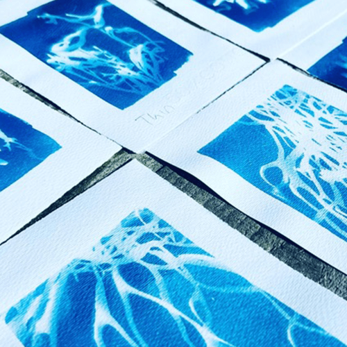A series of cyanotype prints laid out on a wooden table