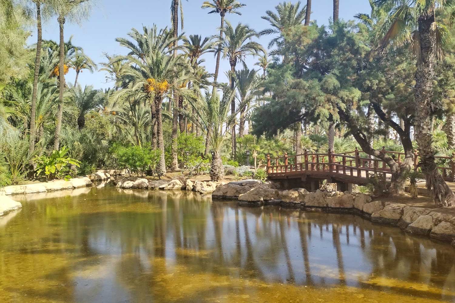 Palm