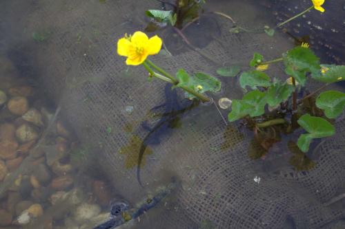 A newt in the pond sitting next to a small yellow flower growing in the water