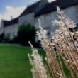 Plants in a walled garden