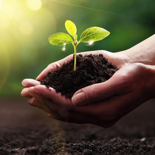 hands holding soil with a small green plant growing out of it. 